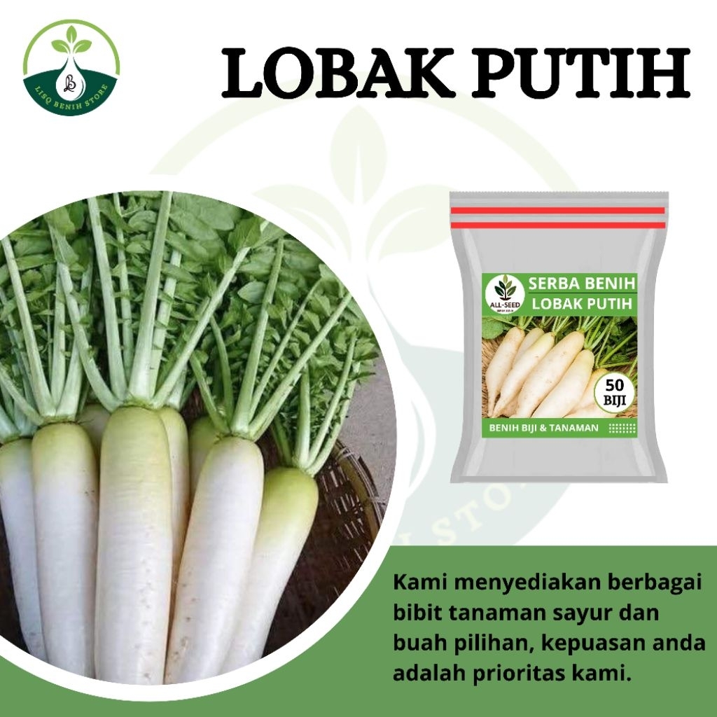{ 50 BIJI } Benih lobak putih / lobak buah / bibit lobak