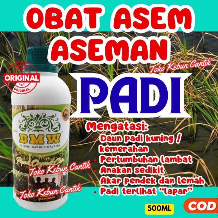 Pupuk Organik Padi Rawa | POC BMW Netralisir Tanah Asam Sawah