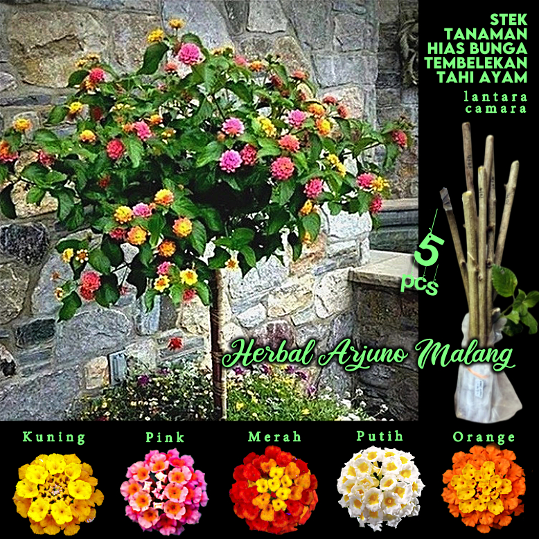 Kembang Bunga Tembelekan Tahi Ayam Stek Batang Tanaman Hias Tembelek Satek Puyengan Pagar Pengusir N