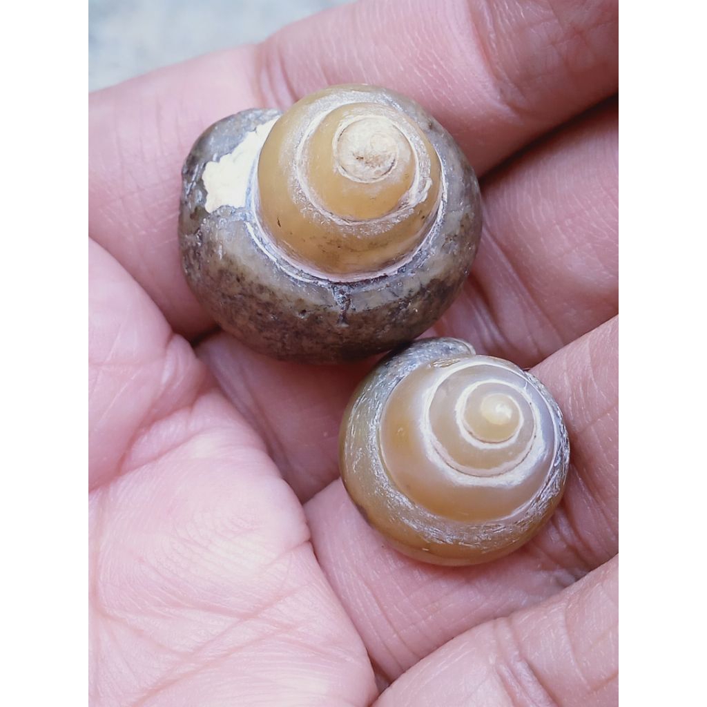 Dua Batu Fosill Kristal Keong Buntet
