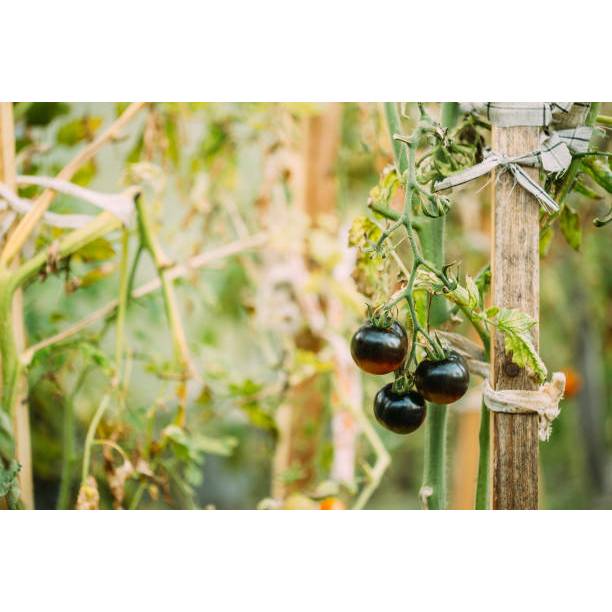 GUDANG BENIH - BENIH TOMAT HITAM