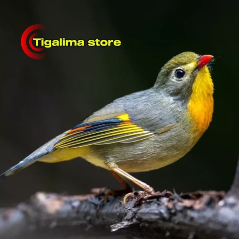 BURUNG ROBIN JANTAN PILIHAN SUDAH BUNYI