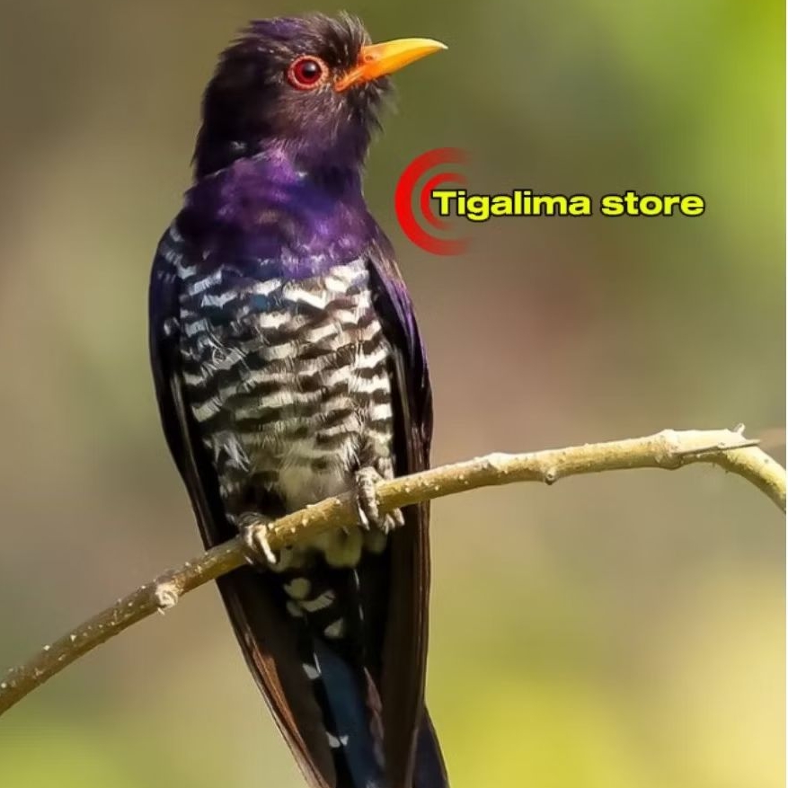 CUNGKOK VIOLET JANTAN PILIHAN