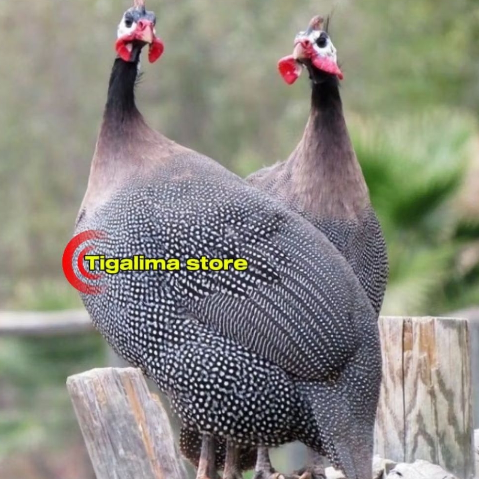 AYAM MUTIARA DEWASA SEPASANG PILIHAN AVIARY