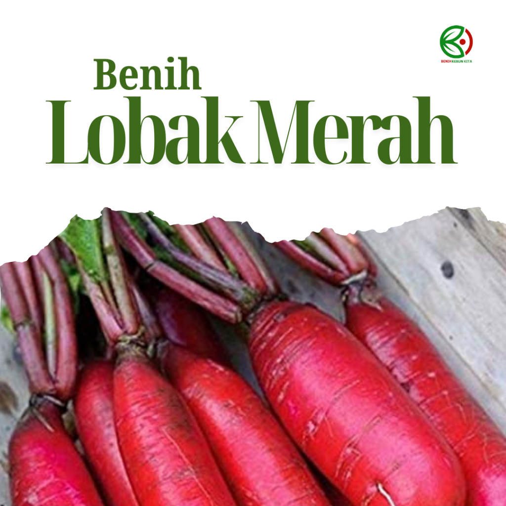 Benih Lobak Merah  Benih Sayuran Lobak Merah  Red Raddish