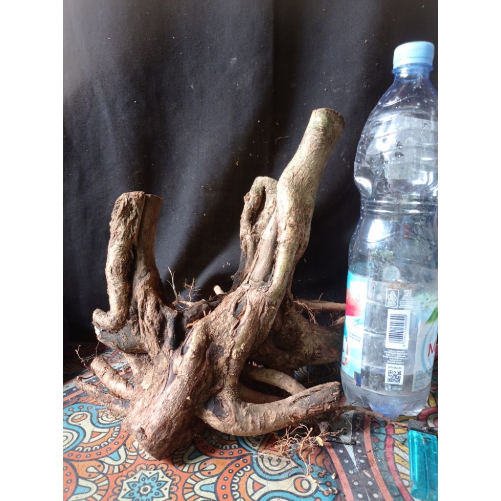 Bahan bonsai gulo gumantung, gulgum twin berkarakter