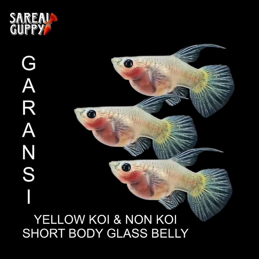 Kardus Packing - Guppy Yellow Short Body Glass Belly