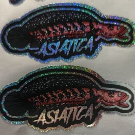 stiker asiatica High Fin single tank