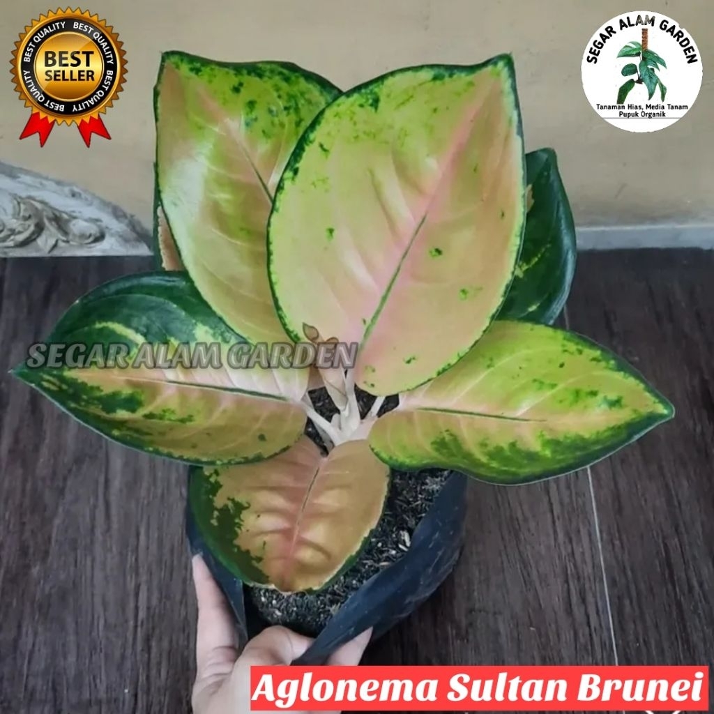 Tanaman Hias Aglonema Sultan Brunei DEWASA - Aglonema Super Mewah