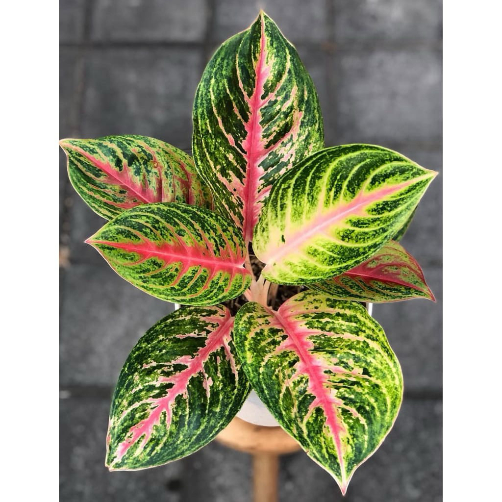 TANAMAN HIAS AGLONEMA ANDINI DEWASA-TANAMAN HIDUP AGLONEMA ANDINI PENGHIAS RUMAH