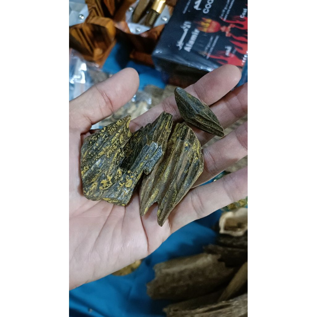 gaharu Sana'i Borneo Stump