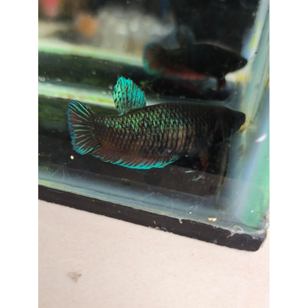 betina cupang import thailand original