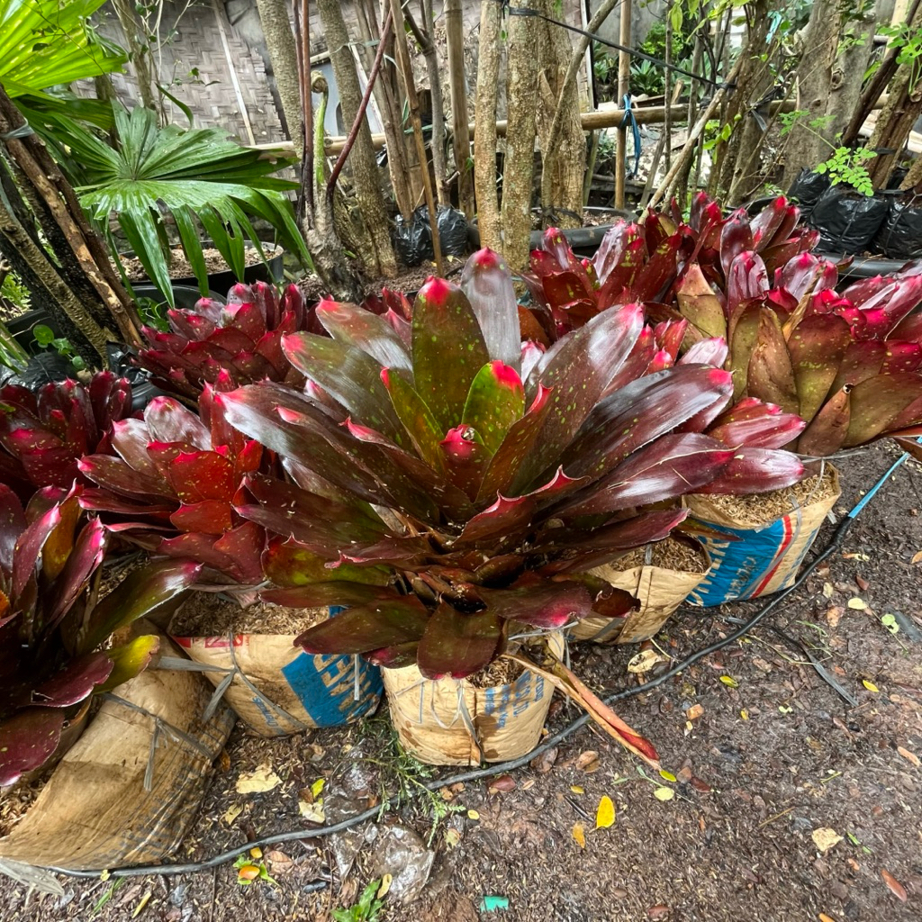 tanaman hias bromelia merah ukuran besar // bromelia neoregelia merah size jumbo