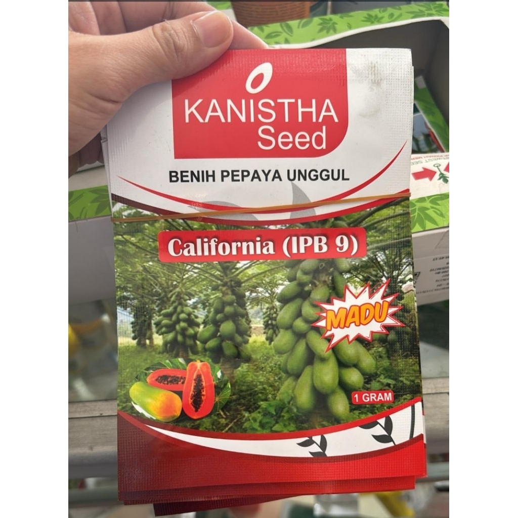 Bibit Pepaya California ( IPB 9 )