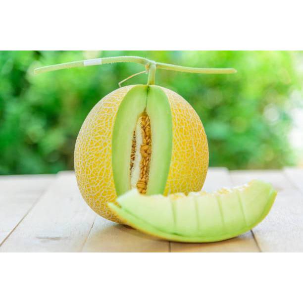 GUDANG BENIH - BENIH MELON GOLDEN