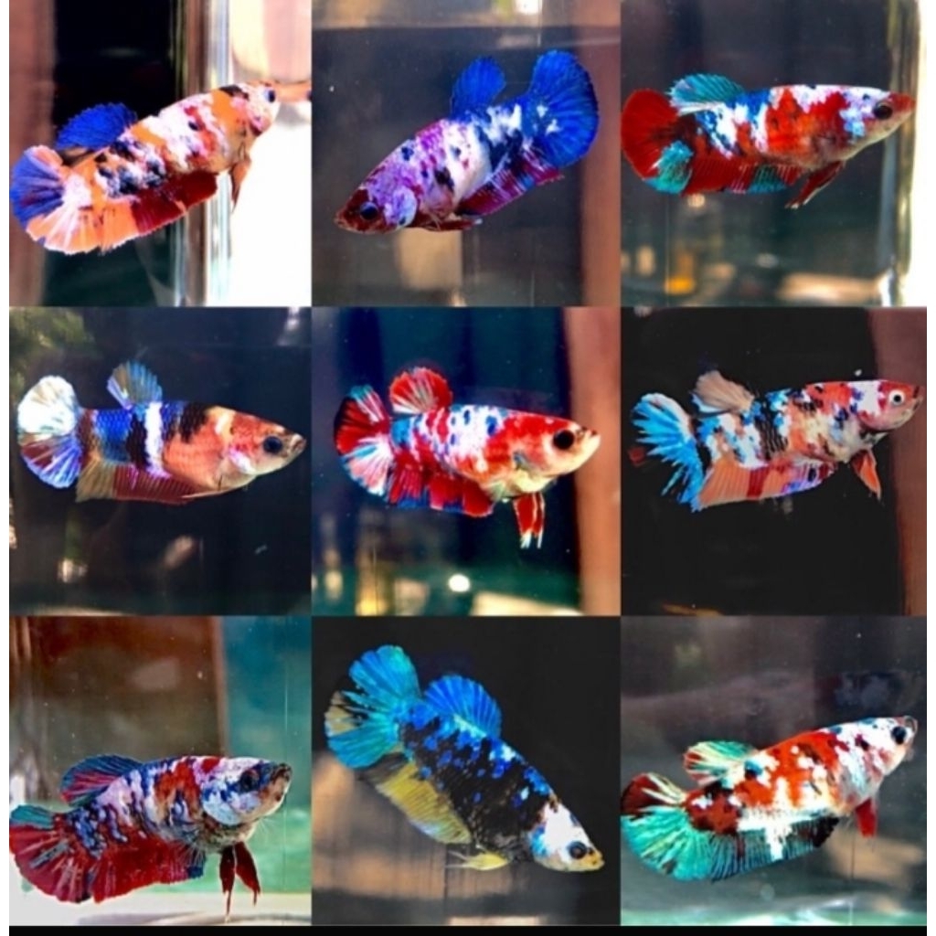 ikan cupang betina random ikan cupang female siap breed full telur ikan cupang hias ikan hias air ta