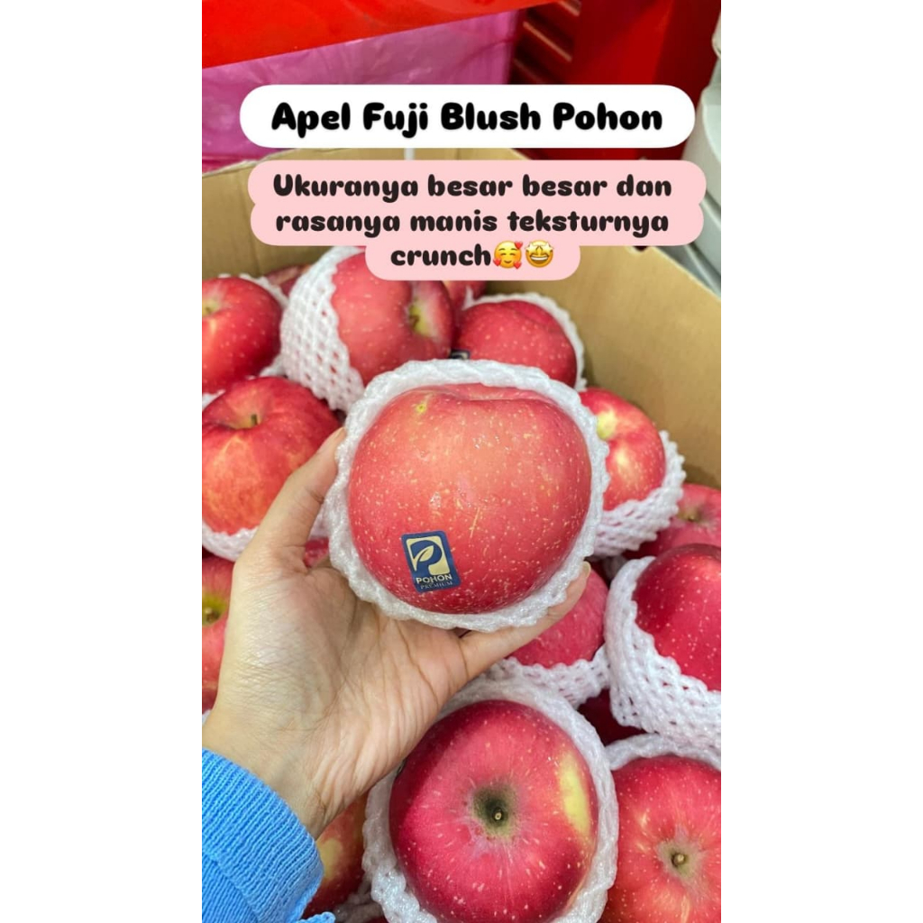 Apel Fuji Blush Pohon