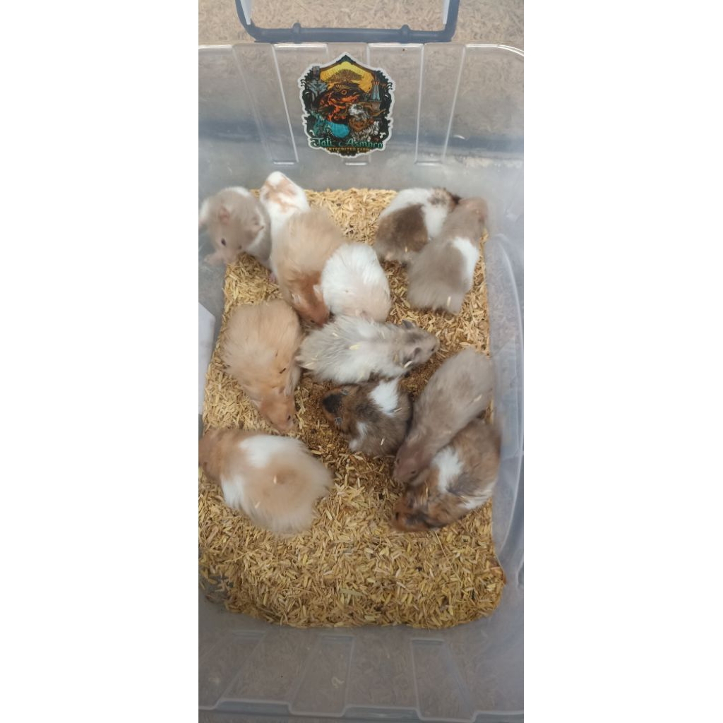 hamster Syiria long hair jantan dewasa FREE pakan hamster