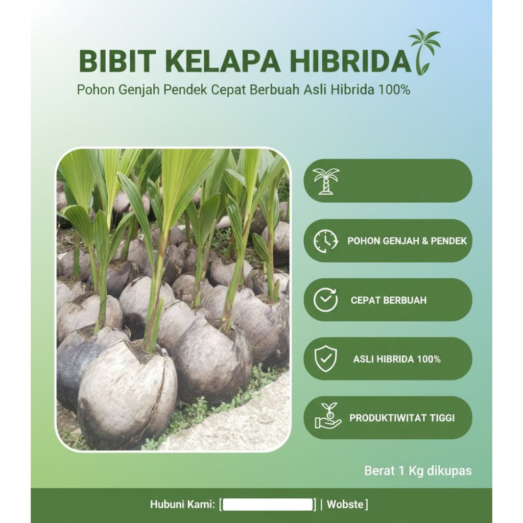 ASLI 100% Tanaman Kelapa Hibrida F1