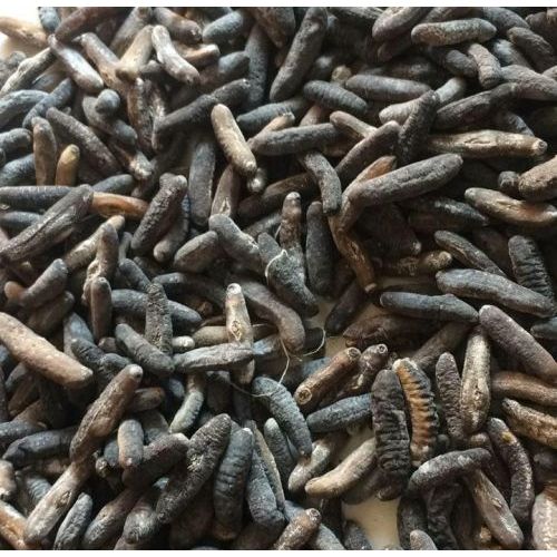 PER KG Teripang Gosok Kering/Haisom Kering/Haisen/Gosok/Belitung Isi 81-100 Ekor/1Kg