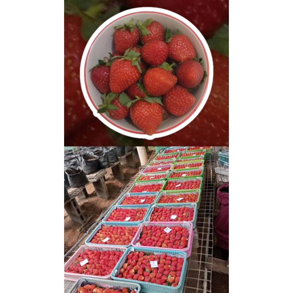 Strawberry Fresh Premium 200gr - Grade B -Segar - Surabaya