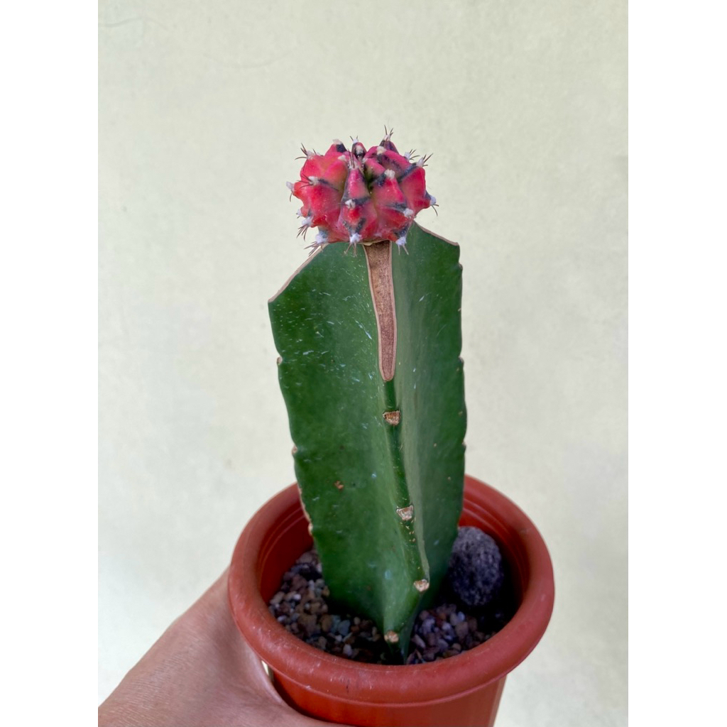 Kaktus Grafting Gymno ID OG Pink Rootstock Triangle Dim Kaktus 3.5cm