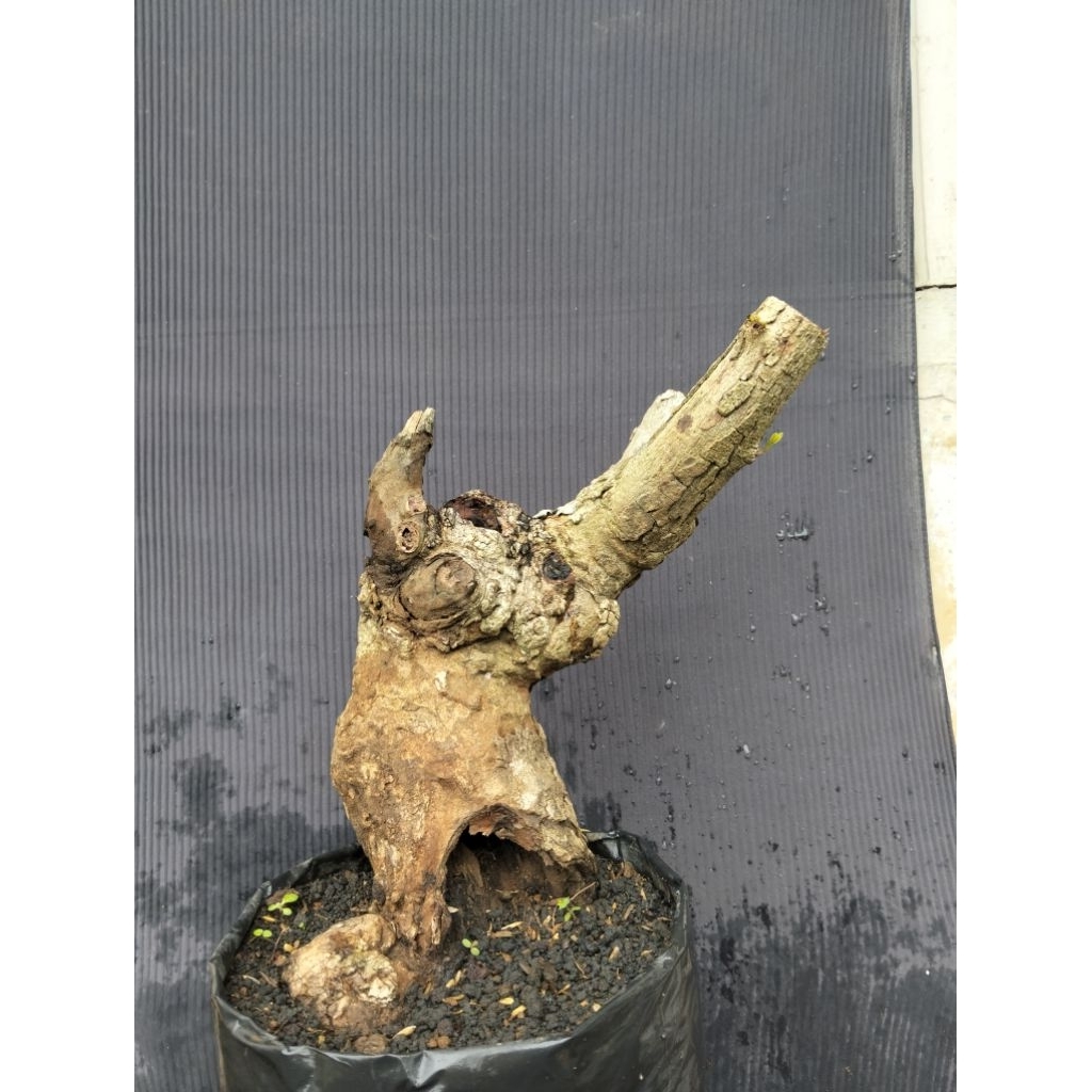 Bahan bonsai juwet Jamblang sesuai gambar