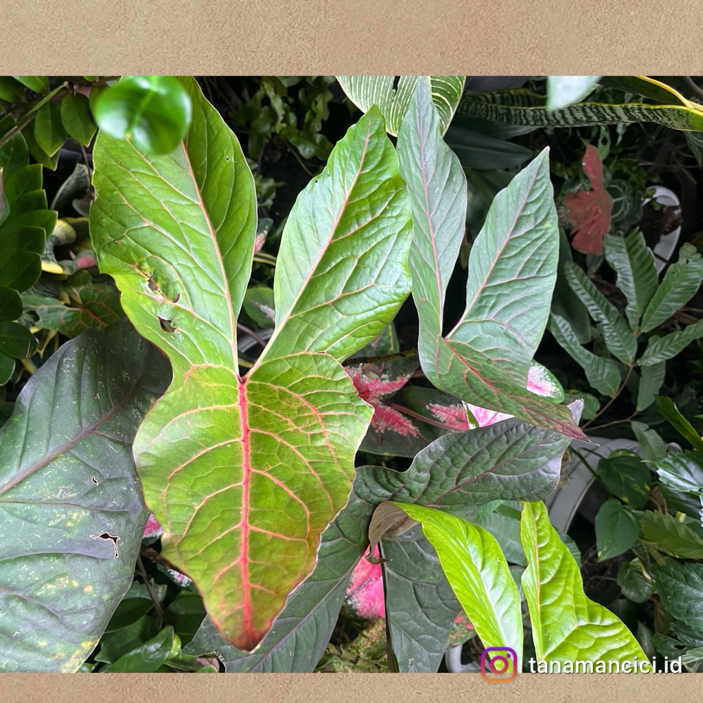 Tanaman hias Cyrtosperma johnstonii real pict