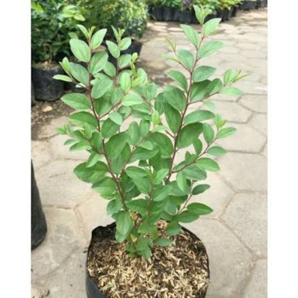 Pohon Bidara Arab Asli//Pohon obat Bidara