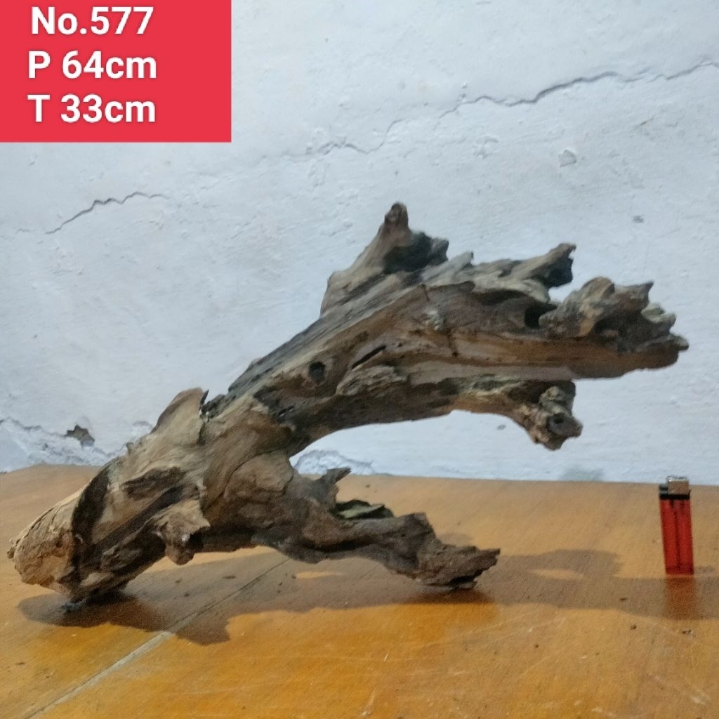 bonggol akar santigi laut akar detailing aquascape aquarium 577