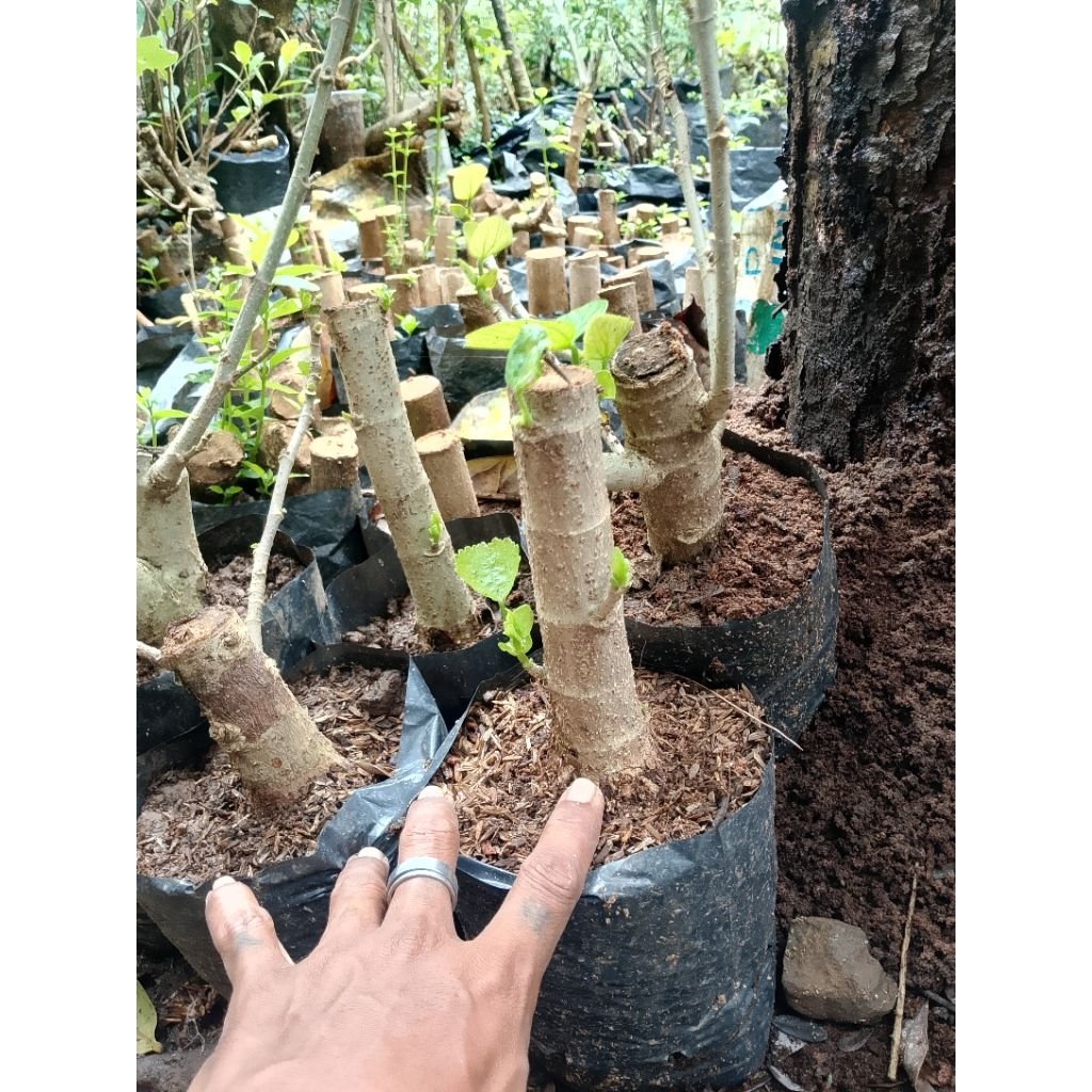 cangkok waru India bahan prokaran