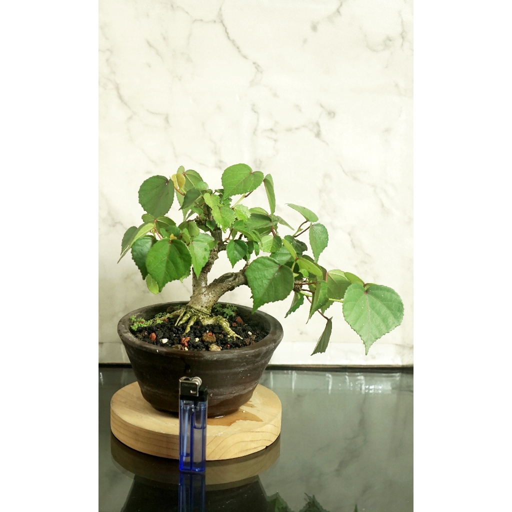Bonsai Waru sudah jadi siap kontes
