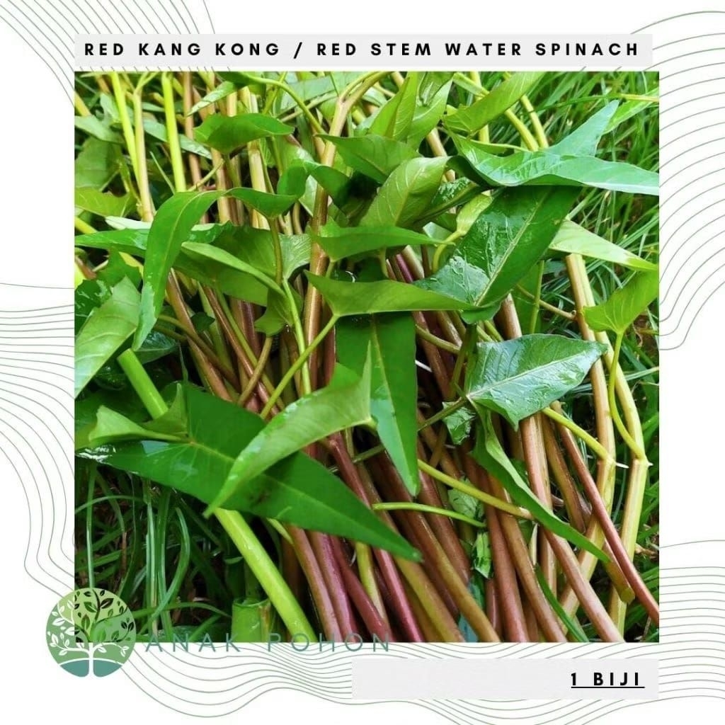 Bibit kangkung merah kangkung Tailan kangkung rambat