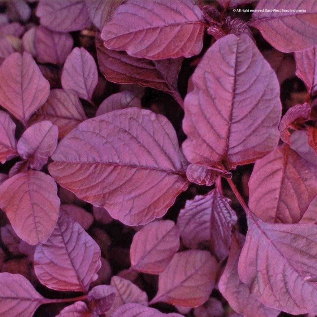 BINTANG ASIA - 50 GRAM BENIH UNGGUL BAYAM MERAH RED