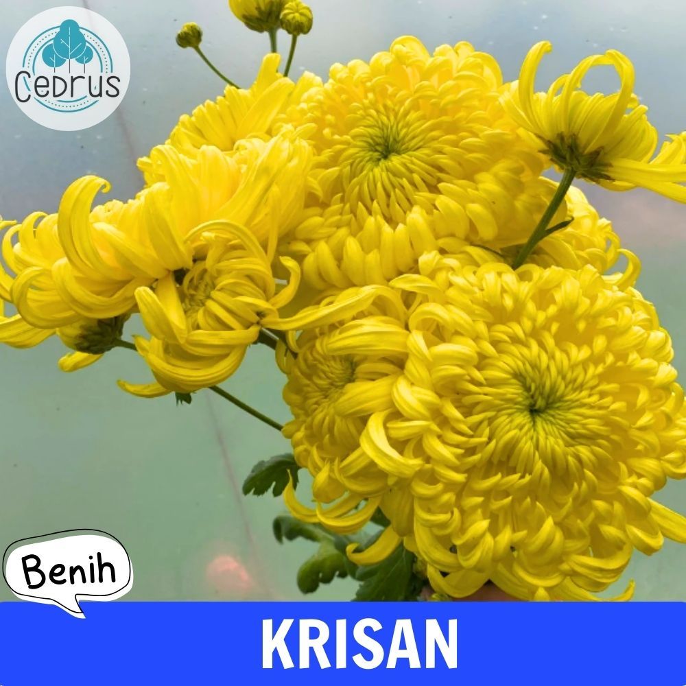 Benih KRISAN YELLOW (isi-3) Chrysanthemum - Bibit Biji Bunga