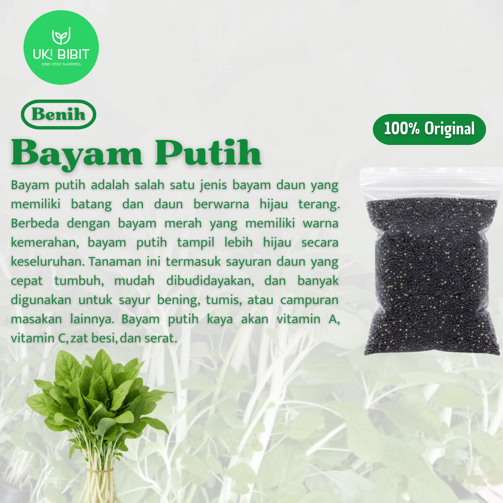 ( 500 Butir ) Benih Biji Bayam Putih | Bayam Batang Putih