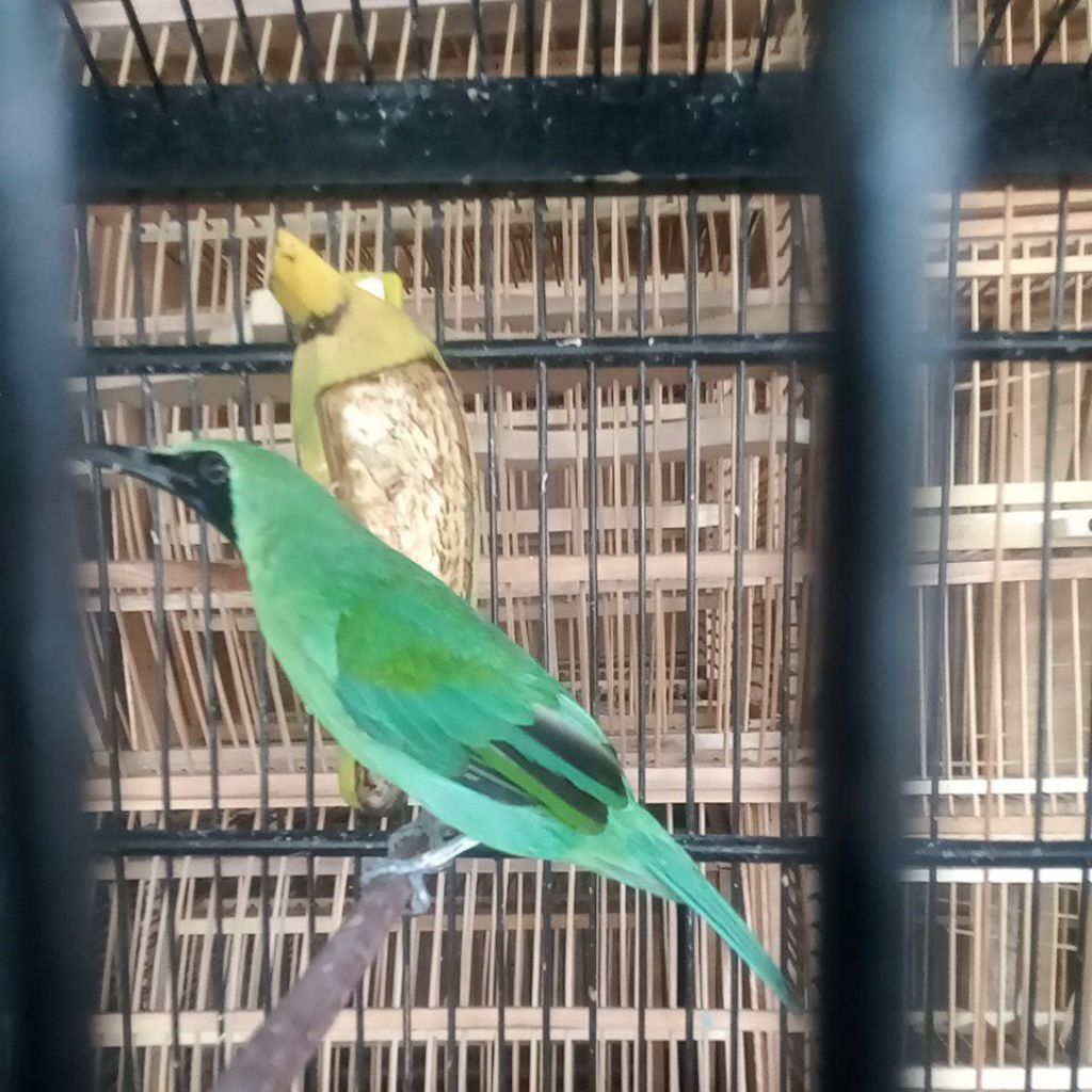 burung cucak ijo gacor body super besar