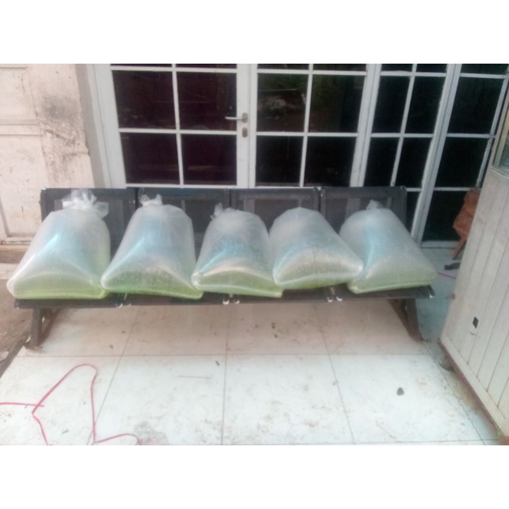 bibit ikan nila hitam nirwana ukuran 5 cm isi 10.