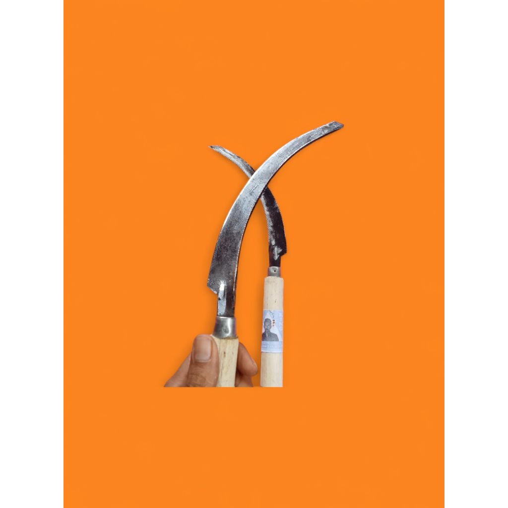 sabit padi bergrigi arit graji sabit kusus panen padi