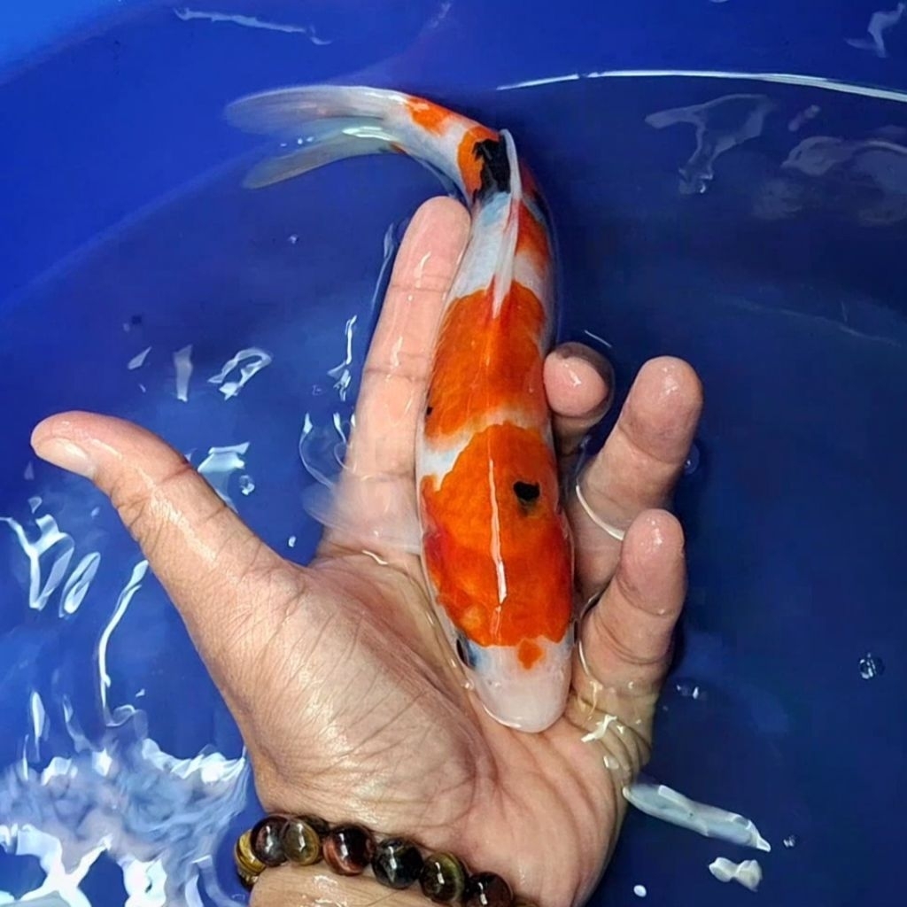 Ikan Koi Blitar Jenis Sanke / Rumah Koi Jakarta / kode 005