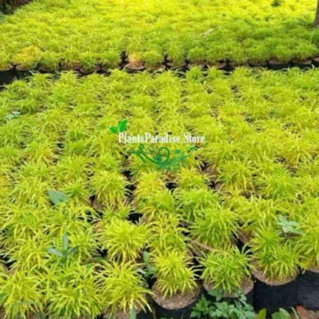 tanaman brokoli kuning-pohon brokoli kuning