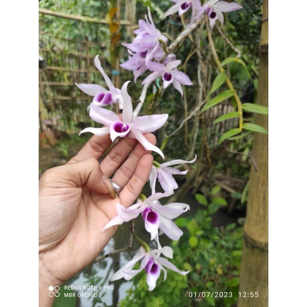 anggrek tirai anosmum semi alba bunga super wangi