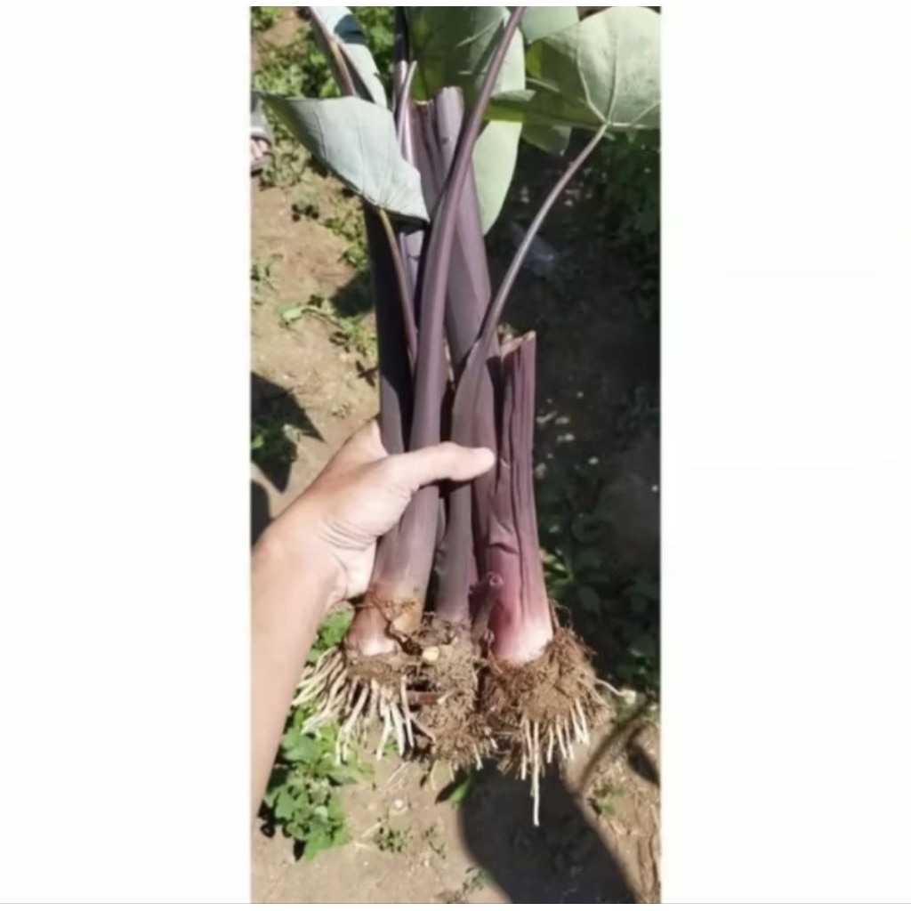 BIBIT TANAMAN TALAS BENTUL UNGGU