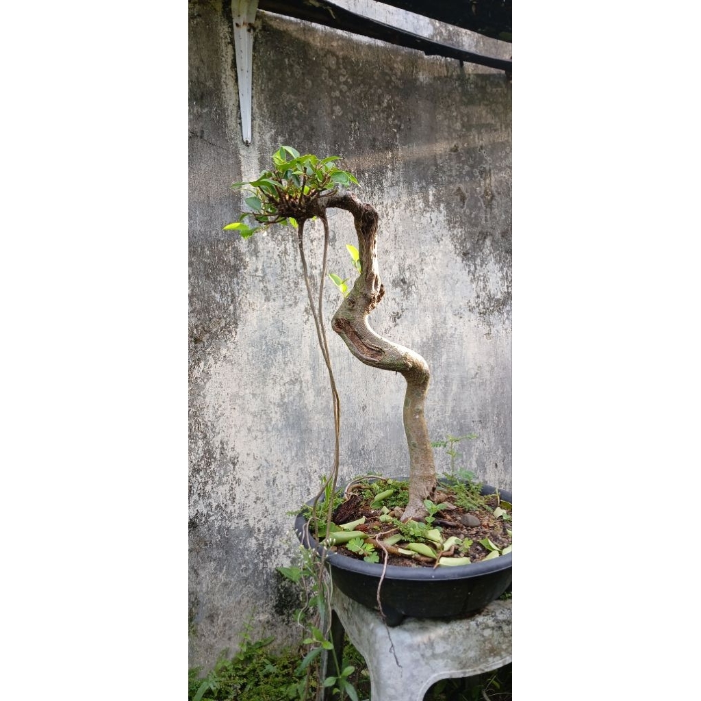 bonsai iprik