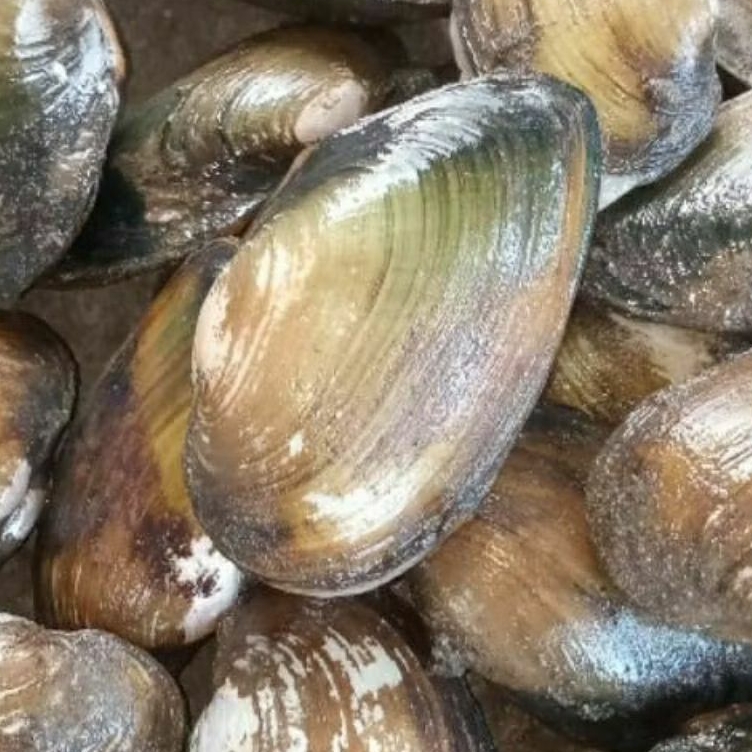 Kerang Kijing Indukan/Kerang Hijau Air Tawar