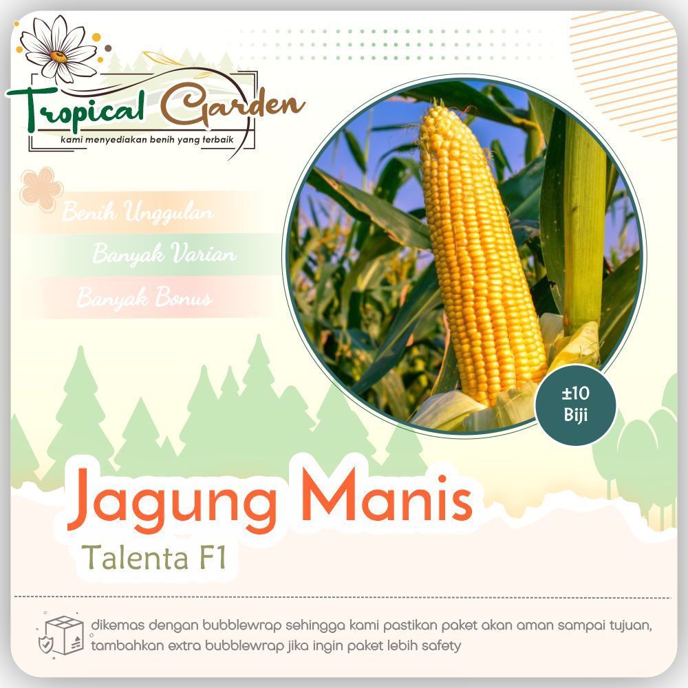 Benih Biji Jagung Manis Talenta F1 / Bibit Jagung Super Manis Cepat Panen