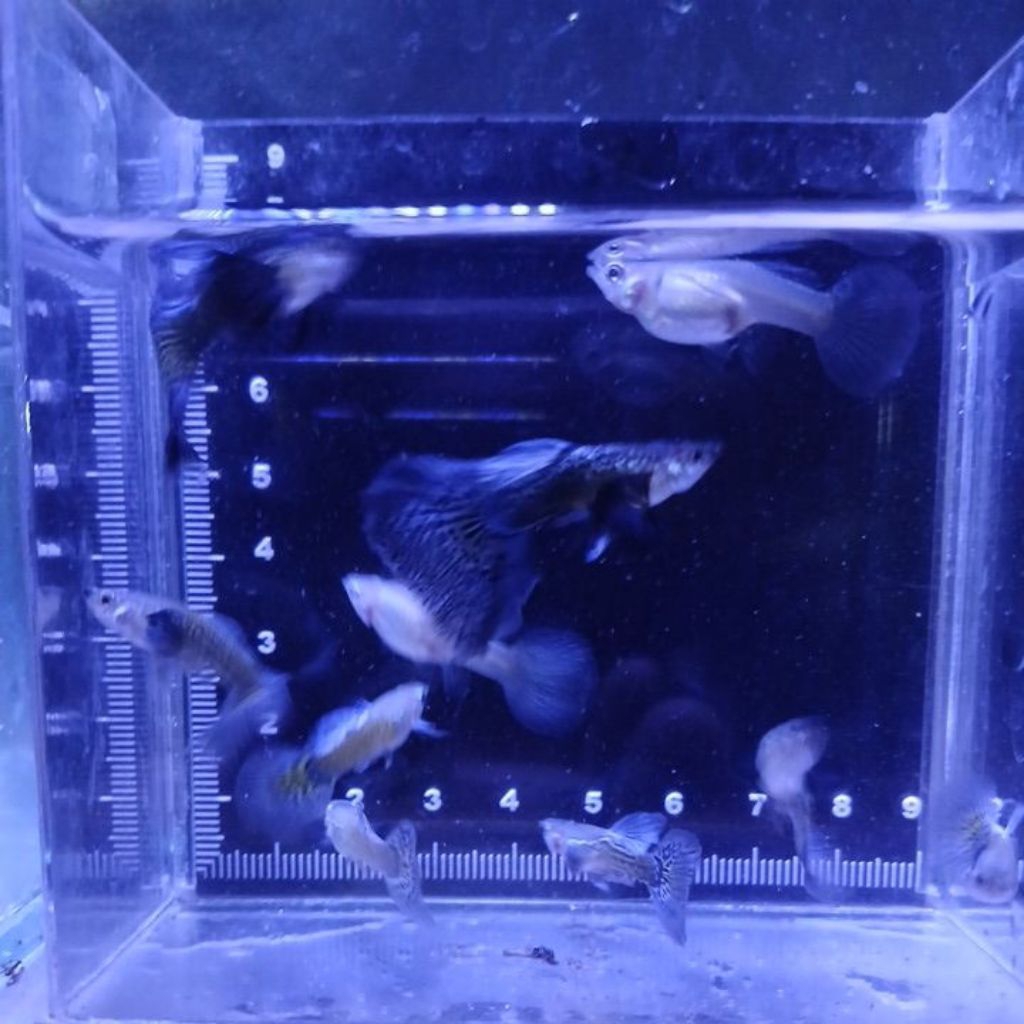 COD hiasan aquariyum sepasang guppy blue DRAGON