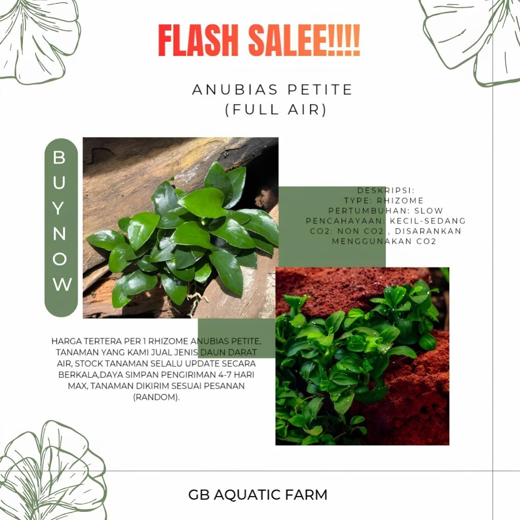 Anubias Petit / Anubias Petite Full Air Tanaman Air Aquascape