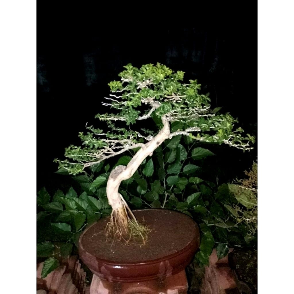 Bonsai sisir kaliage