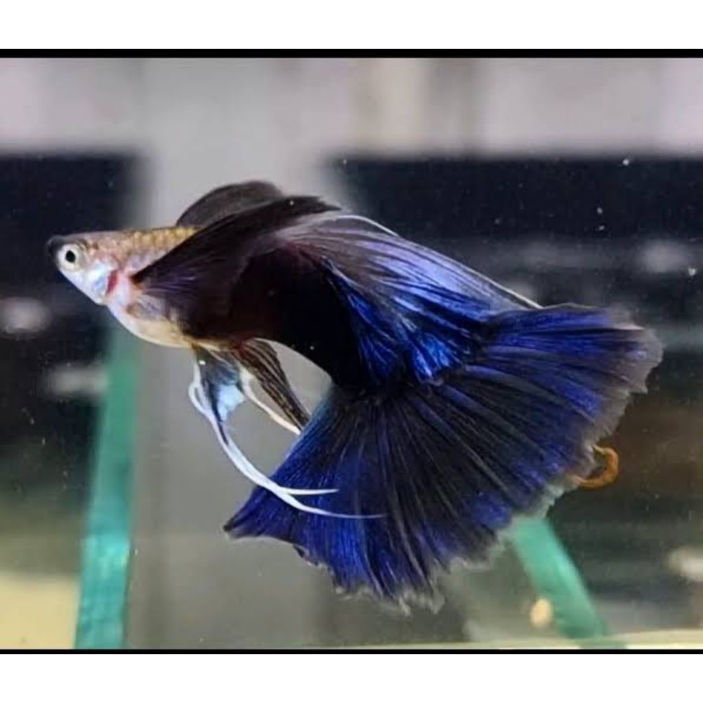 guppy hb blue hiasan aquarium